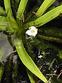 Stratiotes aloides flowering