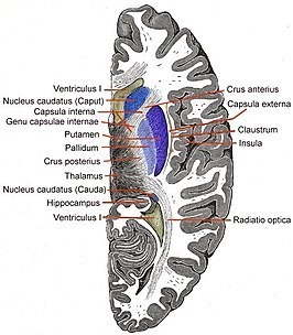 De capsula extrema loopt tussen het claustrum en de insula (aangegeven aan de rechterkant).