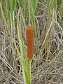 Typha domingensis