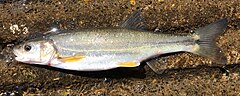 The image shows the Umpqua Pikeminnow.