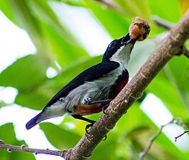 Zwartgordelhoningvogel