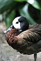 White-faced Whistling Duck