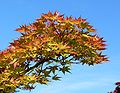 Acer palmatum