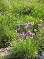 Allium schoenoprasum