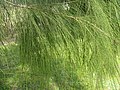 Allocasuarina verticillata levelek