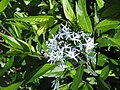 Amsonia tabernaemontana