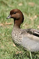 Australian Wood Duck