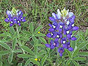 Lupinus texensis