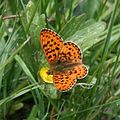 Silberfleck-Perlmuttfalter (Boloria euphrosyne)