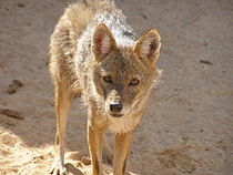 A golden jackal