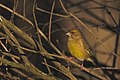 European Greenfinch