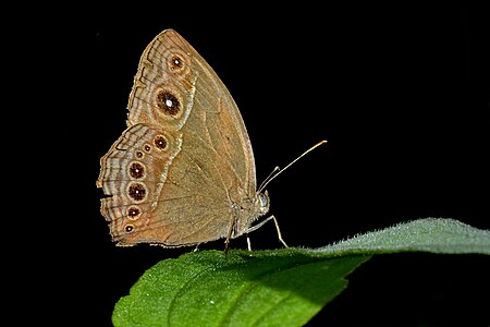 Ventral view