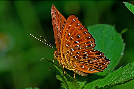 Ventral view