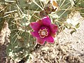 Blüte der Cylindropuntia spinosior (2007)