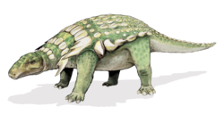 Edmontonia.