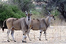 T. o. livingstonii im Ruaha-Nationalpark in Tansania