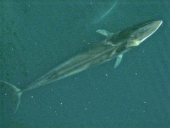 A Fin Whale from above