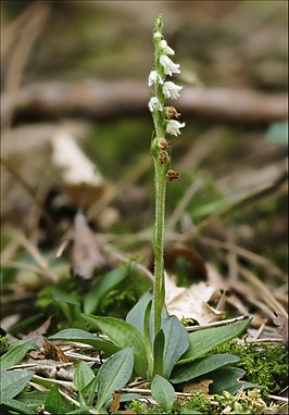 Dennenorchis