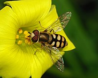 Hoverfly feeding