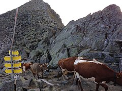 Rinder auf dem Pass