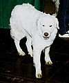 Kuvasz or Polish Tatra Sheepdog or Slovakian Chuvach