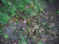 inflorescence