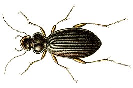 Leistus piceus