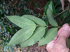 Underside of leaves