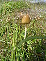 Magic Mushroom (Psilocybe semilanceata) or 'Liberty Cap', growing in South Wales