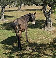 Bélyegkép a 2009. április 13., 14:00-kori változatról