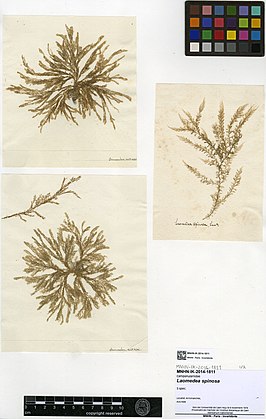 Obelia bidentata