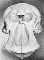 L. africana skull