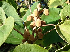 Blütenknospen (im Herbst des Vorjahres)