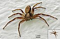 Philodromus sp.