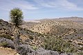 Joshua Tree Ulusal Parkı'nda Ryan dağ patikası