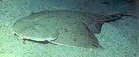 Wild Pacific angelshark