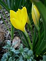 Sternbergia lutea side-view flower