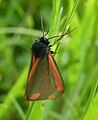 Cinnabar moth