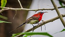 A male Crimson Bird