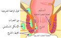 العربية