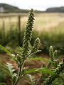 Ambrosia artemisiifolia inflorescence