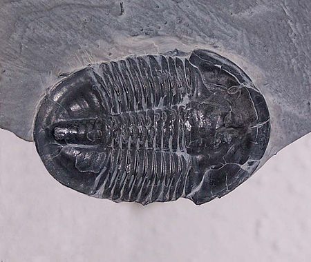 This trilobite species is Asaphiscus wheeleri.