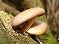 Pleurotus ostreatus