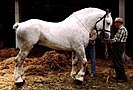 Boulonnais horse