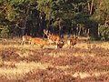 Rotwild auf einer Heidefläche in der Hoge Veluwe