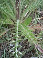 Cirsium Brevistylum sometimes found in sagebrush steppe