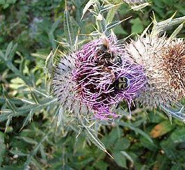 Wollige distel