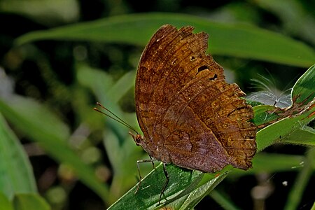 Ventral view