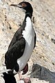 Guanókormorán (Phalacrocorax bougainvillii)