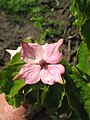 Cornus capitata fading